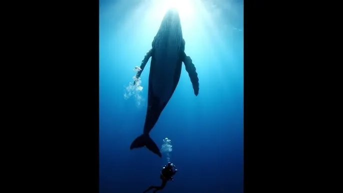 永久免费 - 深蓝星球：探索海洋深处的未知世界